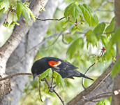 Red winged Blackbird 1710